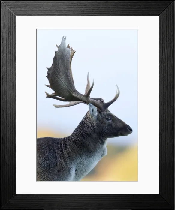 Framed Print : Fallow Deer - buck portrait - Seeland - Denmark Framed Print : Fallow Deer - buck portrait - Seeland - Denmark