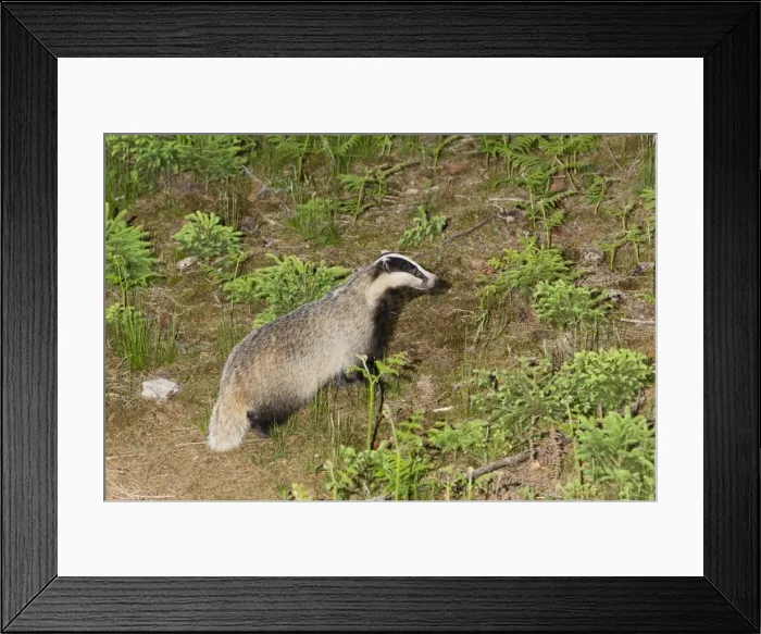 Framed Print : Badger - in woodland - leaving sett - Lower Saxony - Germany