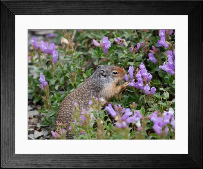Framed Print : Columbian Ground Squirrel - eating flower - Glacier National Park - USA Framed Print : Columbian Ground Squirrel - eating flower - Glacier National Park - USA