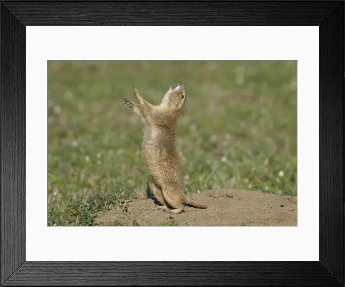 Framed Print : Black-tailed Prairie Dog - doing jump-yip signal behaviour - Theodore Roosevelt National Park - North Dakota - North America _E3D6435 Framed Print : Black-tailed Prairie Dog - doing jump-yip signal behaviour - Theodore Roosevelt National Park - North Dakota - North America _E3D6435