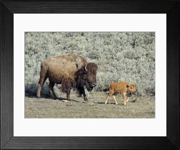 Framed Print : Bison - cow with young calf May - Yellowstone National Park - Western U. S. _E7A3157 Framed Print : Bison - cow with young calf May - Yellowstone National Park - Western U. S. _E7A3157
