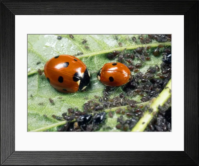 Framed Print : 7-spot Ladybirds - feeding on aphids - UK also know as Coccinella septempunctata Framed Print : 7-spot Ladybirds - feeding on aphids - UK also know as Coccinella septempunctata