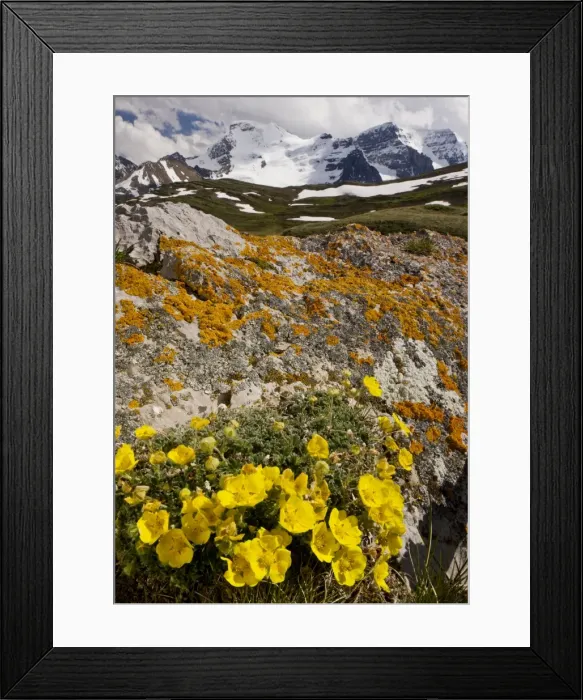Framed Print : Snow-Cinquefoil, - growing abundantly at high altitude, Wilcox Pass, Jasper NP, Rockies, Canada Framed Print : Snow-Cinquefoil, - growing abundantly at high altitude, Wilcox Pass, Jasper NP, Rockies, Canada