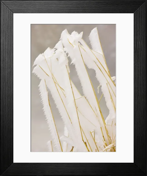 Framed Print : Grasses covered with freezing fog, high in the Fagaras Mountains, southern carpathians, Romania Framed Print : Grasses covered with freezing fog, high in the Fagaras Mountains, southern carpathians, Romania