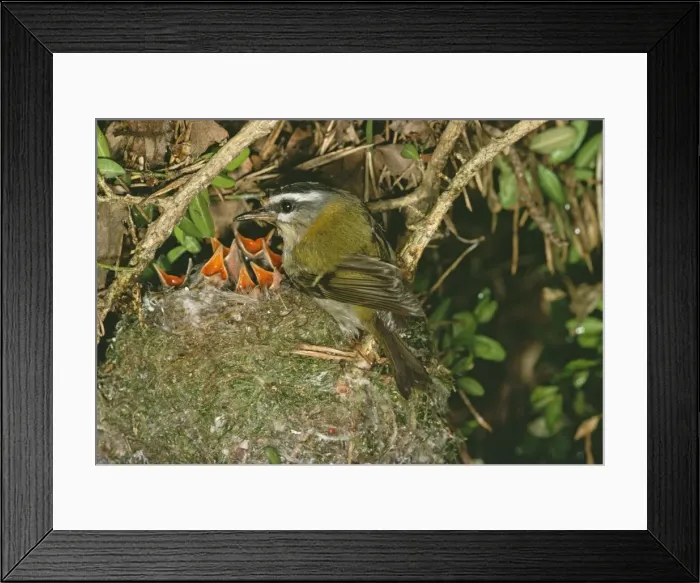 Framed Print : Firecrest RTS 916 At nest with chicks Regulus ignicapillus © Robert T. Smith / ardea. com Framed Print : Firecrest RTS 916 At nest with chicks Regulus ignicapillus © Robert T. Smith / ardea. com