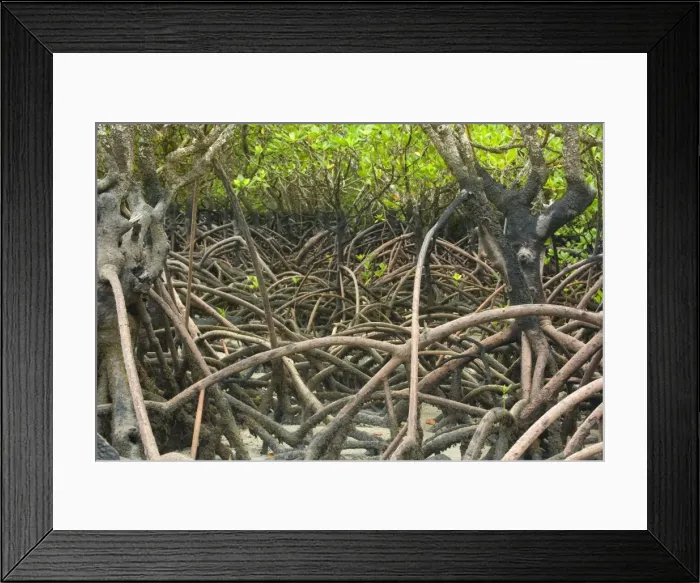 Framed Print : Mangroves - precious and rare mangrove habitat at Cape Tribulation at low tide. The jumble of roots is clearly visible - Cape Tribulation National Park, Wet Tropics World Heritage Area, Queensland, Australia Framed Print : Mangroves - precious and rare mangrove habitat at Cape Tribulation at low tide. The jumble of roots is clearly visible - Cape Tribulation National Park, Wet Tropics World Heritage Area, Queensland, Australia