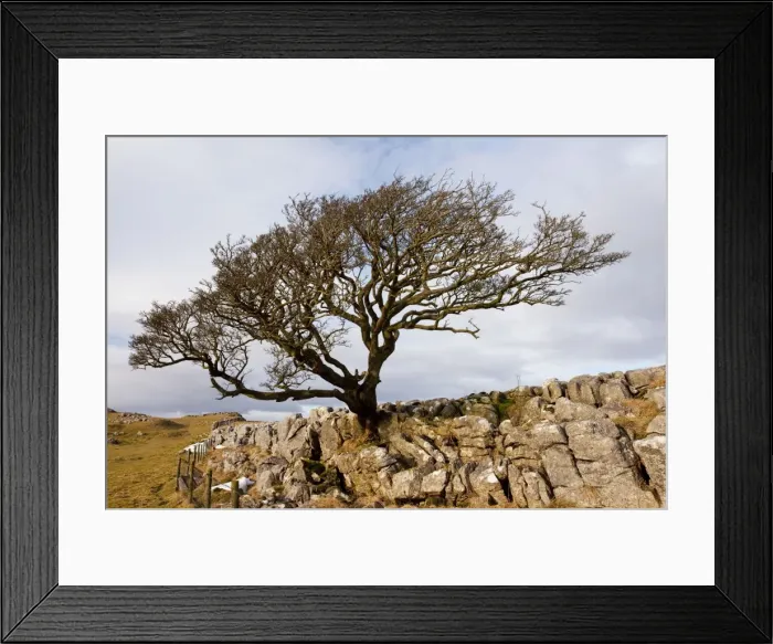 Framed Print : Old Hawthorn Bush - on Limestone pavement near Malham Cove - Malham - Yorkshire Dales National Park - North Yorkshire - UK Framed Print : Old Hawthorn Bush - on Limestone pavement near Malham Cove - Malham - Yorkshire Dales National Park - North Yorkshire - UK