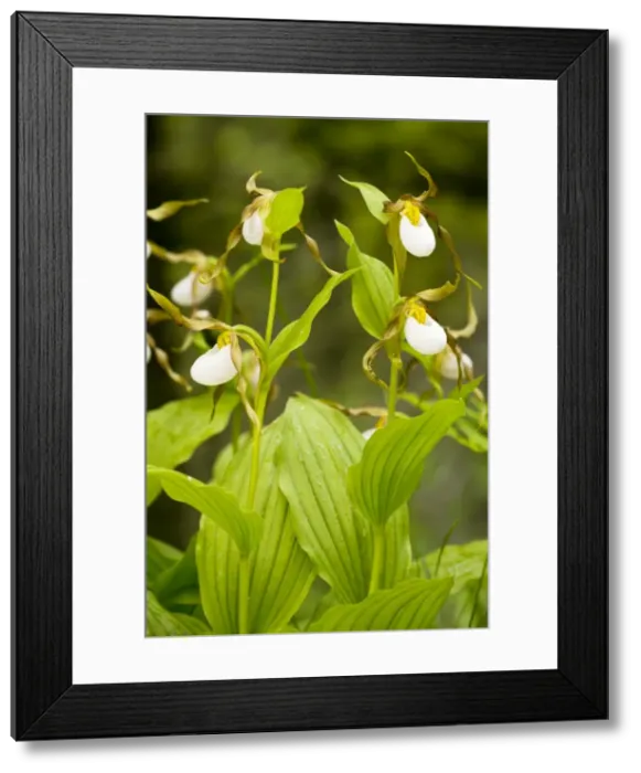 Framed Print : Clump of Mountain Lady's-Slipper Orchid - Waterton NP, Canada Framed Print : Clump of Mountain Lady's-Slipper Orchid - Waterton NP, Canada