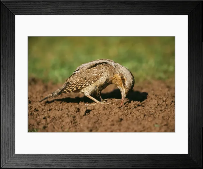 Framed Print : Wryneck USH 70 Feeding on ants Jynx torquilla © Duncan Usher / ardea. com Framed Print : Wryneck USH 70 Feeding on ants Jynx torquilla © Duncan Usher / ardea. com
