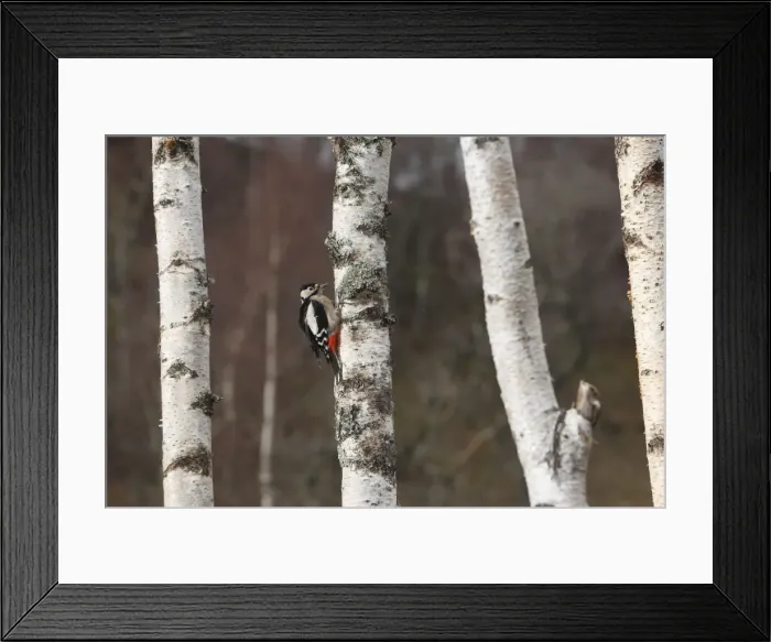 Framed Print : Great Spotted Woodpecker - on silver birch tree trunk. Scotland Framed Print : Great Spotted Woodpecker - on silver birch tree trunk. Scotland