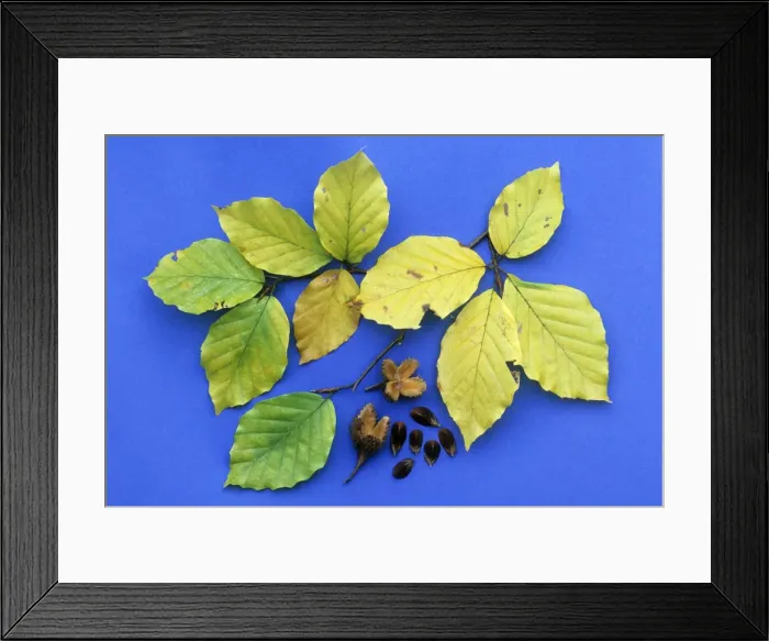 Framed Print : Beech Tree - leaves and beech mass fruits in autumn, Lower Saxony, Germany Framed Print : Beech Tree - leaves and beech mass fruits in autumn, Lower Saxony, Germany