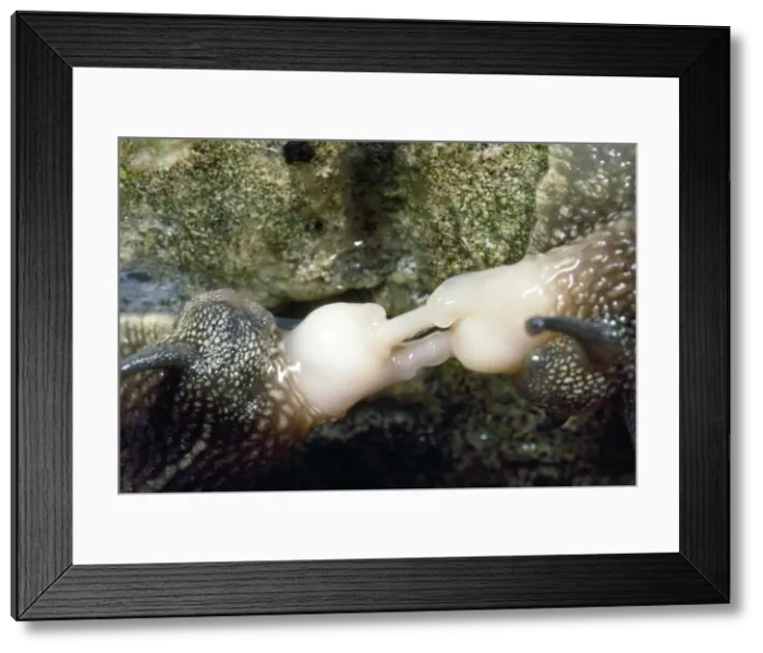 Framed Print : Garden SnailS - pulling apart after mating - UK Framed Print : Garden SnailS - pulling apart after mating - UK