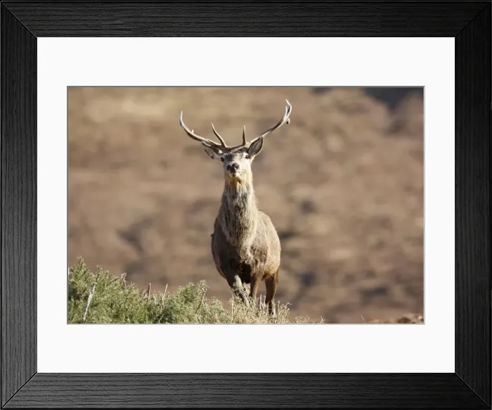 Framed Print : Red Deer - male. Scottish Moor - Aviemore - Scotland Framed Print : Red Deer - male. Scottish Moor - Aviemore - Scotland