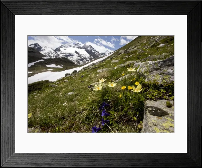 Framed Print : Alpine flowers - high above the Bernina Pass - Alpine Pasque flower - Trumpet Gentian etc - Upper Engadin - eastern Swiss Alps - Switzerland Framed Print : Alpine flowers - high above the Bernina Pass - Alpine Pasque flower - Trumpet Gentian etc - Upper Engadin - eastern Swiss Alps - Switzerland