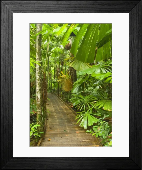 Framed Print : Australia - Path in rainforest - a boardwalk crosses a dense stand of Licuala Fan Palms in lush tropical rainforest. The beautiful shaped leaves of this palm catch the eye at once Framed Print : Australia - Path in rainforest - a boardwalk crosses a dense stand of Licuala Fan Palms in lush tropical rainforest. The beautiful shaped leaves of this palm catch the eye at once
