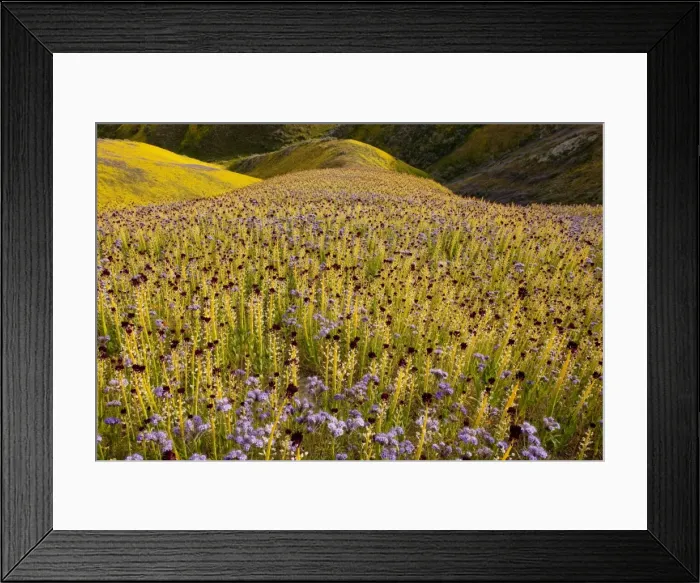 Framed Print : Spectacular masses of wildflowers, mainly Desert candle, Caulanthus inflatus covering the slopes of The Temblor Range, Carrizo Plain, California Framed Print : Spectacular masses of wildflowers, mainly Desert candle, Caulanthus inflatus covering the slopes of The Temblor Range, Carrizo Plain, California