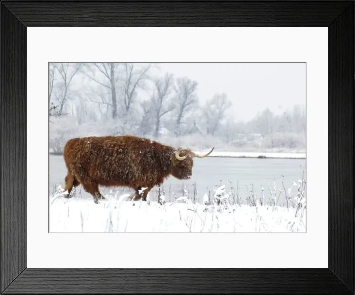 Framed Print : Scottish highland cow in the snowy foreland of river IJssel The Netherlands, Overijssel, Wijhe / Olst, Fortmond Framed Print : Scottish highland cow in the snowy foreland of river IJssel The Netherlands, Overijssel, Wijhe / Olst, Fortmond