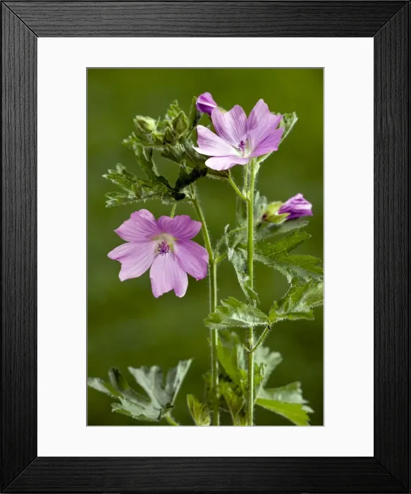 Framed Print : Musk Mallow - in flower - summer - Dorset Framed Print : Musk Mallow - in flower - summer - Dorset