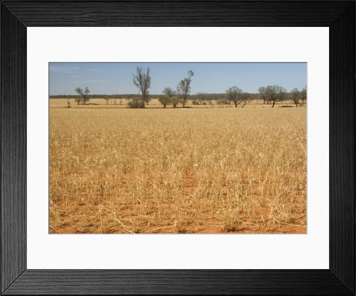 Framed Print : Grain-growing country - sparsely overgrown grain field as far as the eye can see. Because of the drought few of the cereal plants get enough humidity to develop - near Mildura, Victoria, Australia Framed Print : Grain-growing country - sparsely overgrown grain field as far as the eye can see. Because of the drought few of the cereal plants get enough humidity to develop - near Mildura, Victoria, Australia