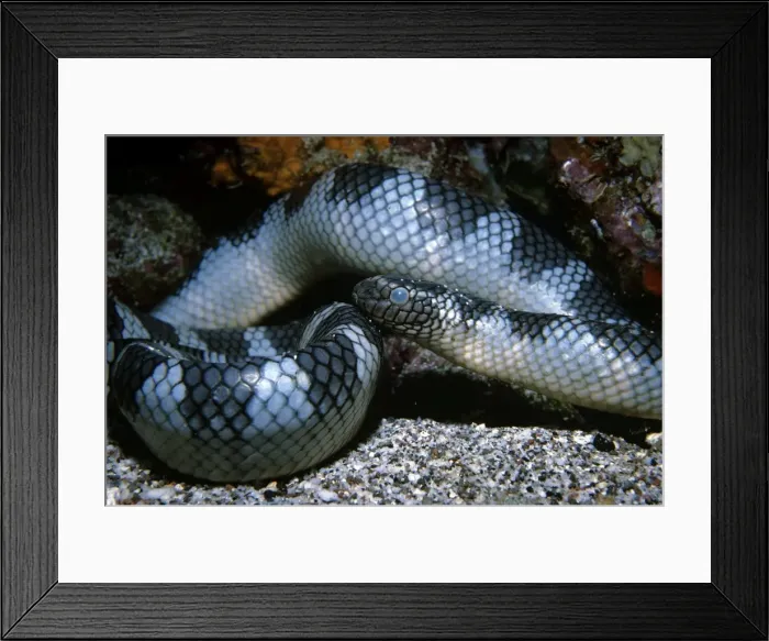 Framed Print : Black-banded sea krait - Indonesia Framed Print : Black-banded sea krait - Indonesia