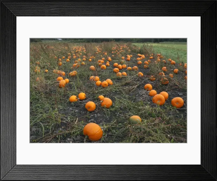 Framed Print : Pumpkins - growing in field Framed Print : Pumpkins - growing in field