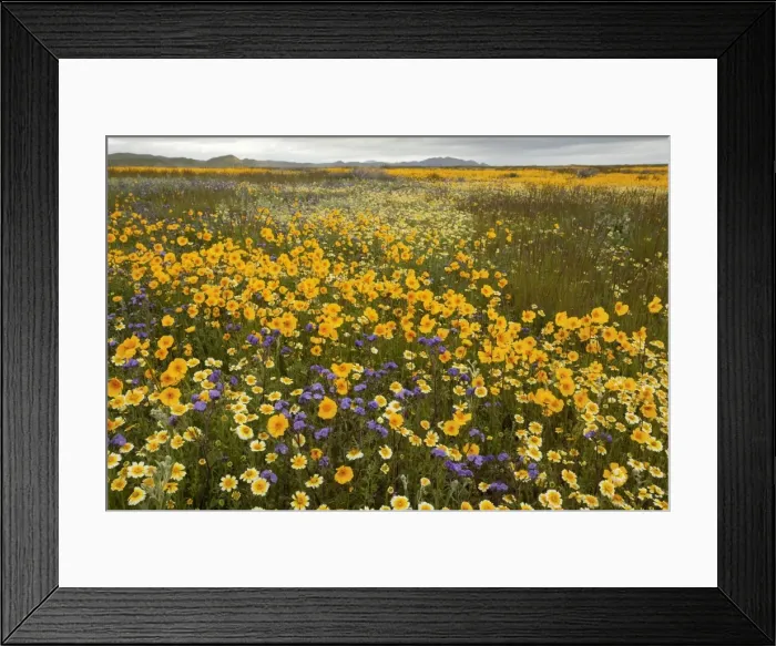 Framed Print : Mass of a tickseed - Tidy-tips, Fremont's Phacelia and other spring flowers in the Carrizo Plain, California Framed Print : Mass of a tickseed - Tidy-tips, Fremont's Phacelia and other spring flowers in the Carrizo Plain, California