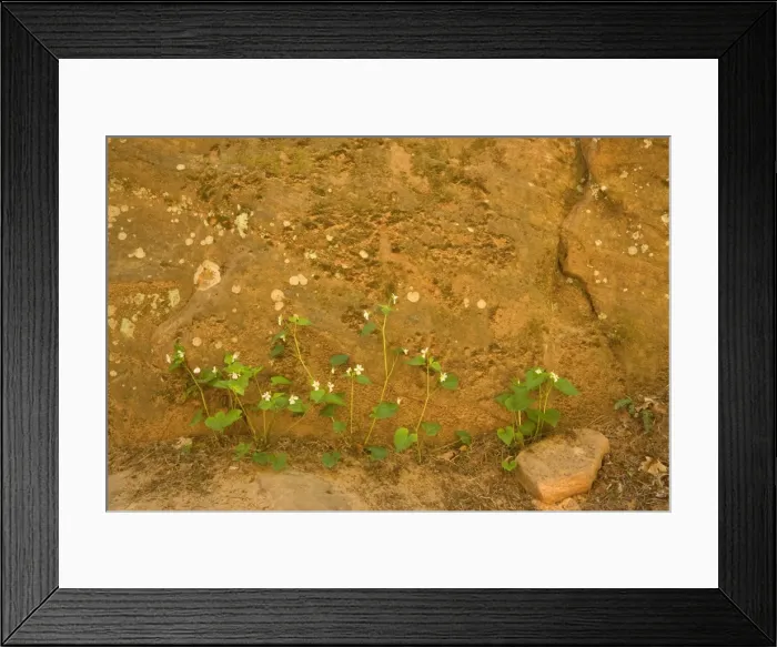 Framed Print : Tall-white / Canadian Violet - growing on the floor of a slot canyon in Zion National Park - Zion National Park - Utah - USA Framed Print : Tall-white / Canadian Violet - growing on the floor of a slot canyon in Zion National Park - Zion National Park - Utah - USA