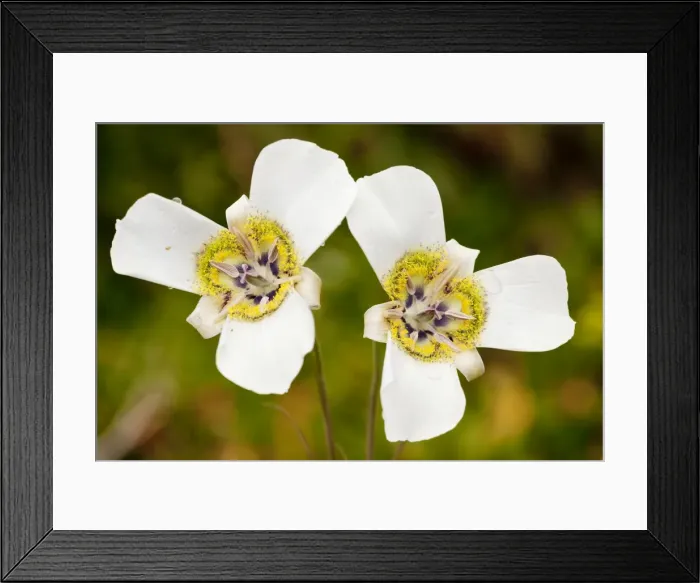 Framed Print : Mariposa Lily - near Crested Butte, The Rockies, Colorado, USA, North America Framed Print : Mariposa Lily - near Crested Butte, The Rockies, Colorado, USA, North America