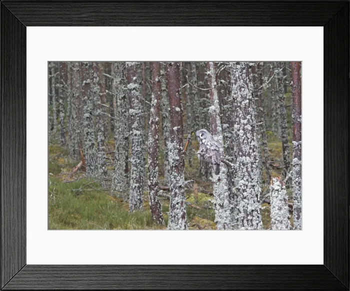 Framed Print : Great Grey Owl - perched on branch Framed Print : Great Grey Owl - perched on branch