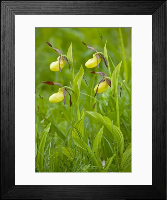 Framed Print : Lovely clump of Lady's Slipper Orchids - Estonia Framed Print : Lovely clump of Lady's Slipper Orchids - Estonia