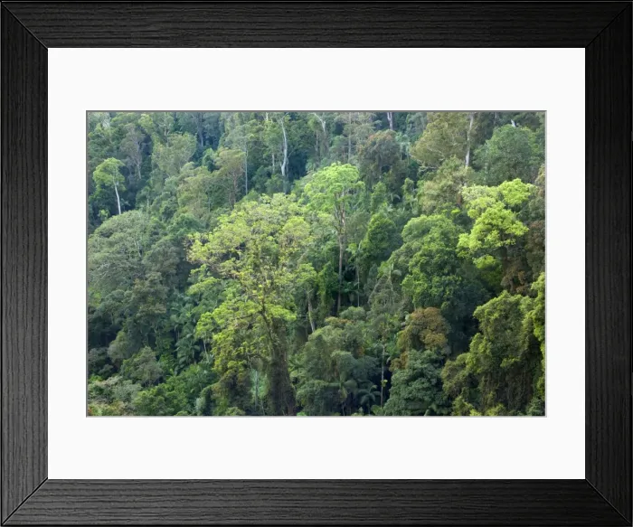 Framed Print : Subtropical rainforest - sideways view from above into the canopy of a lush subtropical rainforest at Purling Brook Falls - Sprinbrook National Park, Central Eastern Australian Rainforest World Heritage Area, Queensland, Australia Framed Print : Subtropical rainforest - sideways view from above into the canopy of a lush subtropical rainforest at Purling Brook Falls - Sprinbrook National Park, Central Eastern Australian Rainforest World Heritage Area, Queensland, Australia