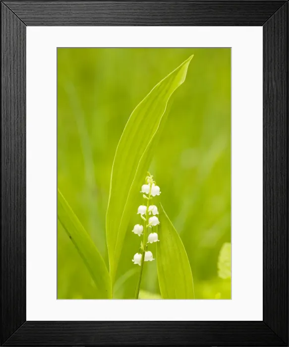 Framed Print : Lily-of-the-Valley - Estonia Framed Print : Lily-of-the-Valley - Estonia