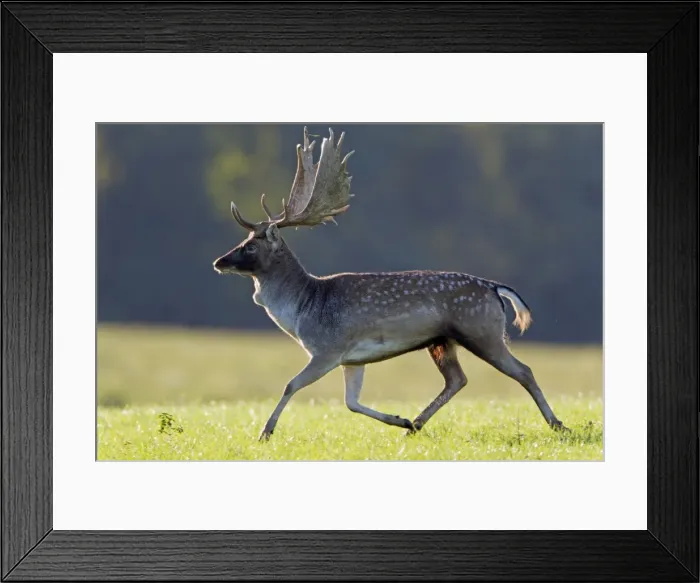 Framed Print : Fallow Deer - buck running - during the rut - Seeland - Denmark Framed Print : Fallow Deer - buck running - during the rut - Seeland - Denmark
