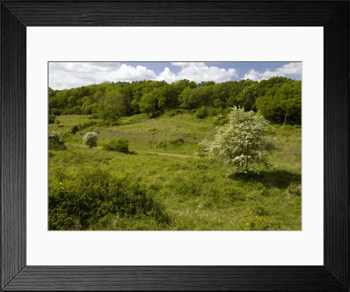 Framed Print : Powerstock Common Nature Reserve - in May - along the old railway line - Dorset - UK Framed Print : Powerstock Common Nature Reserve - in May - along the old railway line - Dorset - UK