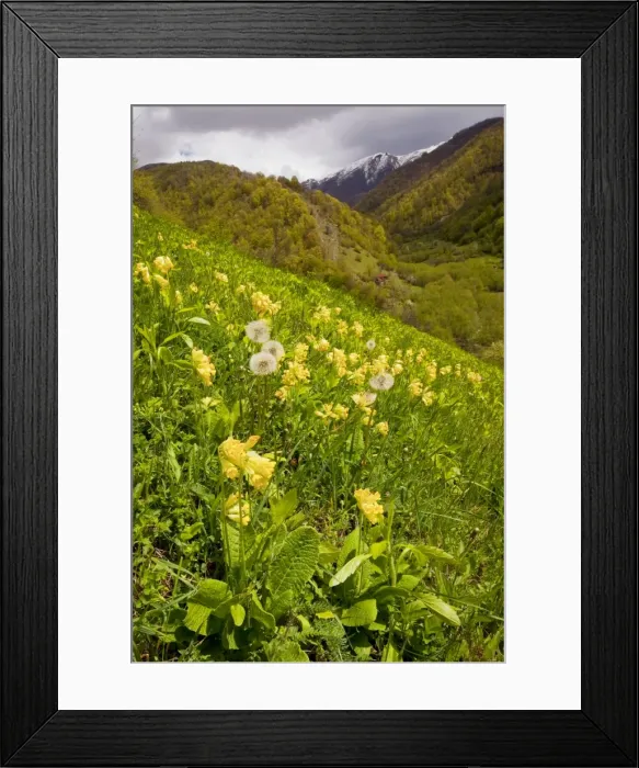 Framed Print : Large-sepalled Primula (Caucasian form of Cowslip) in the Pasanauri Valley, Great Caucasus, Georgia Framed Print : Large-sepalled Primula (Caucasian form of Cowslip) in the Pasanauri Valley, Great Caucasus, Georgia