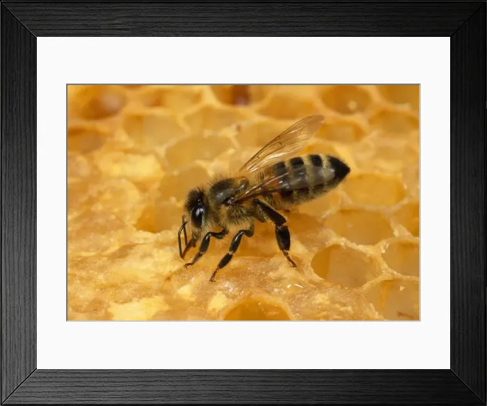 Framed Print : Honey Bee - tending to honeycomb - UK Framed Print : Honey Bee - tending to honeycomb - UK