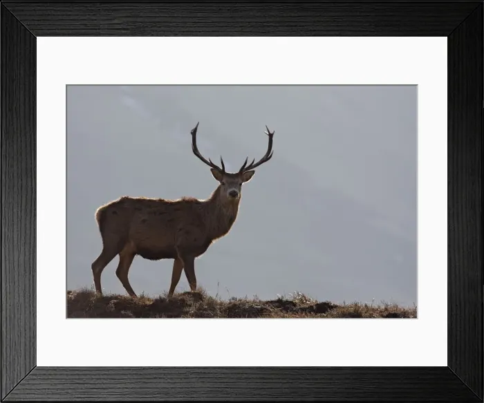 Framed Print : Red Deer - male. Scottish Moor - Aviemore - Scotland Framed Print : Red Deer - male. Scottish Moor - Aviemore - Scotland