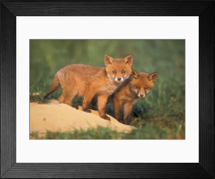Framed Print : European Fox USH 240 Cubs alert at den entrance Vulpes vulpes © Duncan Usher / ardea. com Framed Print : European Fox USH 240 Cubs alert at den entrance Vulpes vulpes © Duncan Usher / ardea. com