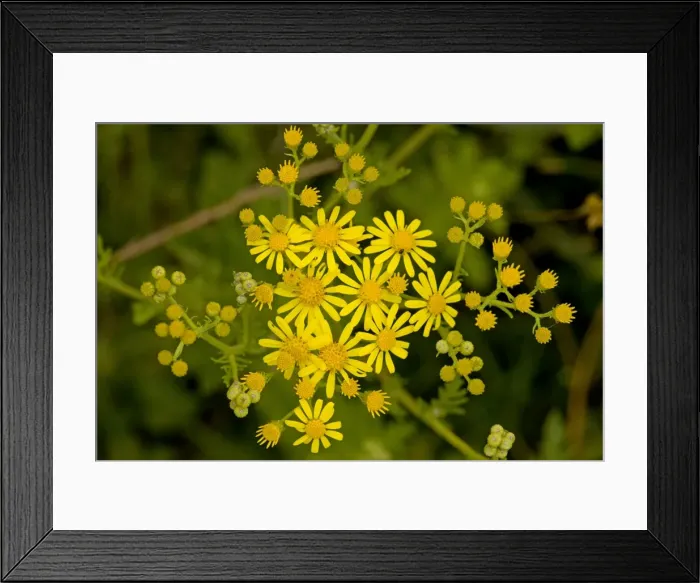 Framed Print : Hoary Ragwort - in flower; Dorset