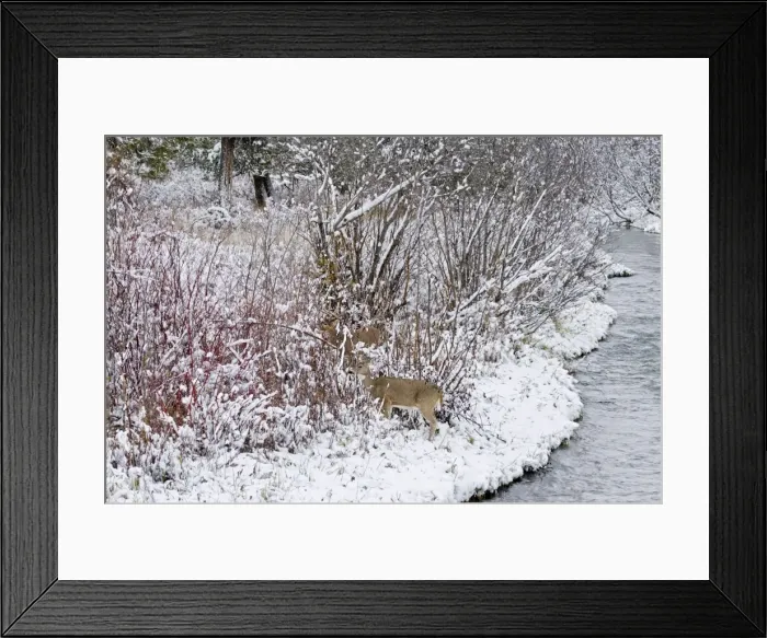 Framed Print : White-tailed Deer - doe and buck in snow storm along small stream during November rut - Autumn - Montana - Western U. S. _E7C1755 Framed Print : White-tailed Deer - doe and buck in snow storm along small stream during November rut - Autumn - Montana - Western U. S. _E7C1755