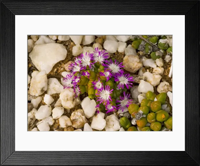 Framed Print : Dwarf Pebble Flower - quartz flats of the Namaqua desert - South Africa Framed Print : Dwarf Pebble Flower - quartz flats of the Namaqua desert - South Africa