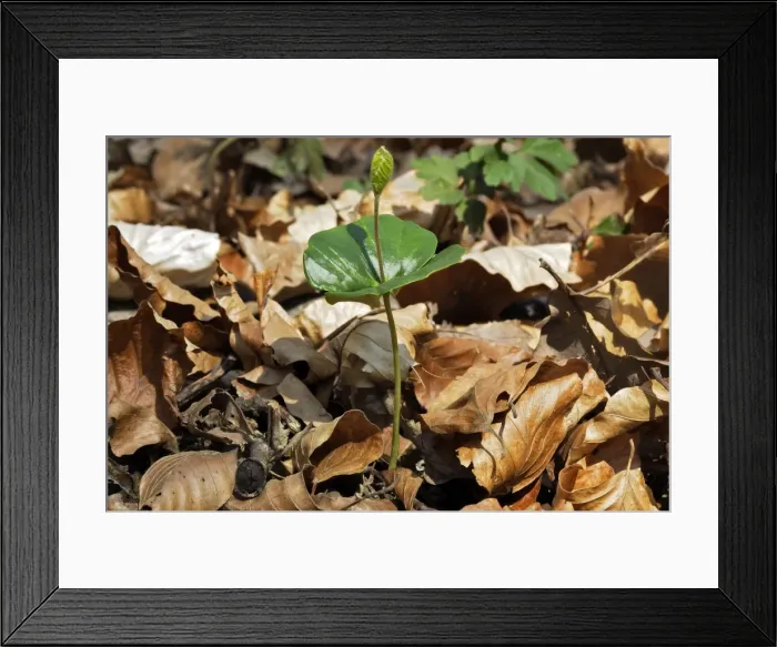 Framed Print : European Beech Alsace France Framed Print : European Beech Alsace France