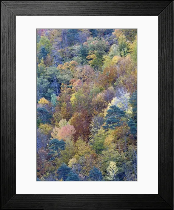Framed Print : Mixed forest - in Autumn with Pine Poplar & Beech. Ordesa Valley - Spain Framed Print : Mixed forest - in Autumn with Pine Poplar & Beech. Ordesa Valley - Spain