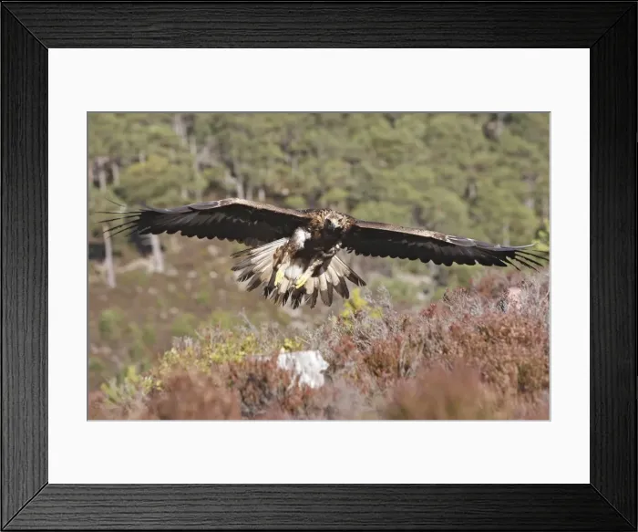 Framed Print : Golden Eagle - in flight. Scottish Moor - Aviemore - Scotland Framed Print : Golden Eagle - in flight. Scottish Moor - Aviemore - Scotland
