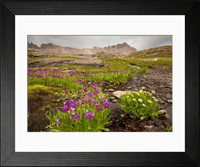 Framed Print : Parry's Primrose - with Caltha leptosepala at Bullion Lake-Porphyry area, San Juan Mountains, Colorado, USA, North America Framed Print : Parry's Primrose - with Caltha leptosepala at Bullion Lake-Porphyry area, San Juan Mountains, Colorado, USA, North America
