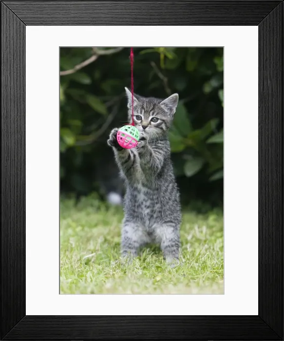 Framed Print : Cat - kitten playing with bell-ball in garden - Lower Saxony - Germany Framed Print : Cat - kitten playing with bell-ball in garden - Lower Saxony - Germany