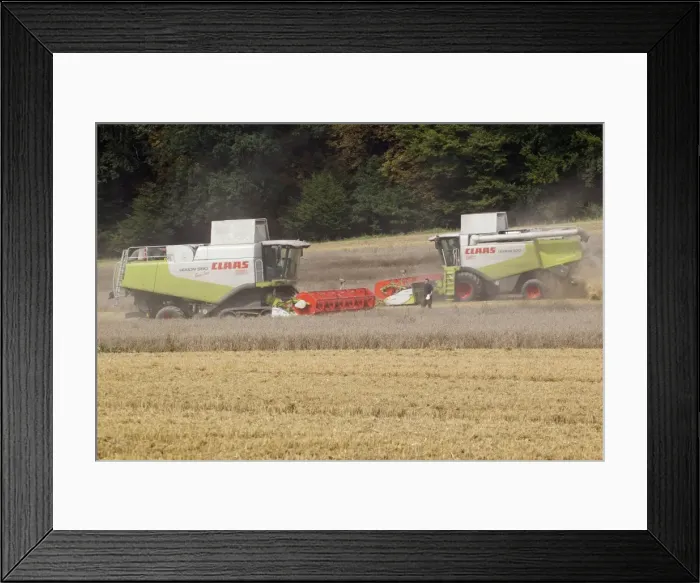 Framed Print : Combine Harvester - two harvesting corn - Lower Saxony - Germany Framed Print : Combine Harvester - two harvesting corn - Lower Saxony - Germany