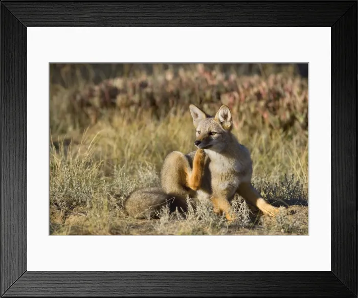 Framed Print : Patagonian Fox / Argentine Gray Fox / Argentine Grey Fox / South American Gray Fox / South American Grey Fox / Chilla - young fox lying in the pampa scratching itself behind the ears - Reserva Faunistica Peninsula Valdes - UNESCO World Heritage Site Framed Print : Patagonian Fox / Argentine Gray Fox / Argentine Grey Fox / South American Gray Fox / South American Grey Fox / Chilla - young fox lying in the pampa scratching itself behind the ears - Reserva Faunistica Peninsula Valdes - UNESCO World Heritage Site