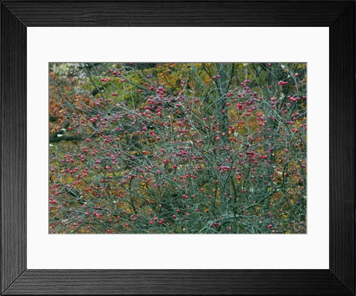 Framed Print : Crab Apple - ripened fruit in autumn - Wilhems Hoehe park - Kassel - Hessen - Germany Framed Print : Crab Apple - ripened fruit in autumn - Wilhems Hoehe park - Kassel - Hessen - Germany