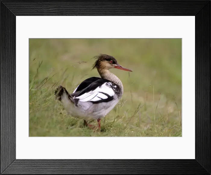 Framed Print : Red-breasted Merganser Duck - young male resting Framed Print : Red-breasted Merganser Duck - young male resting